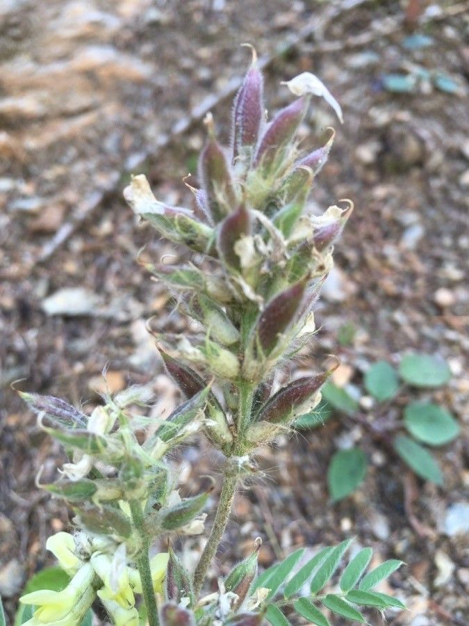 Oxytropis pilosa fruit