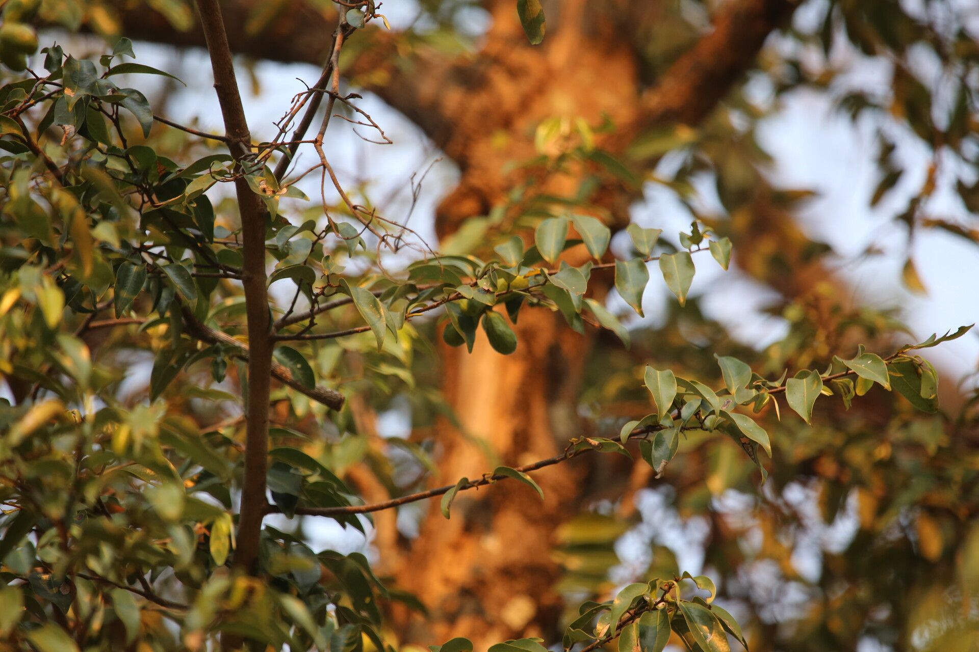 Xylopia katangensis — houseplant care guide