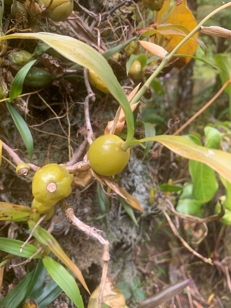 Bulbophyllum nutans fruit