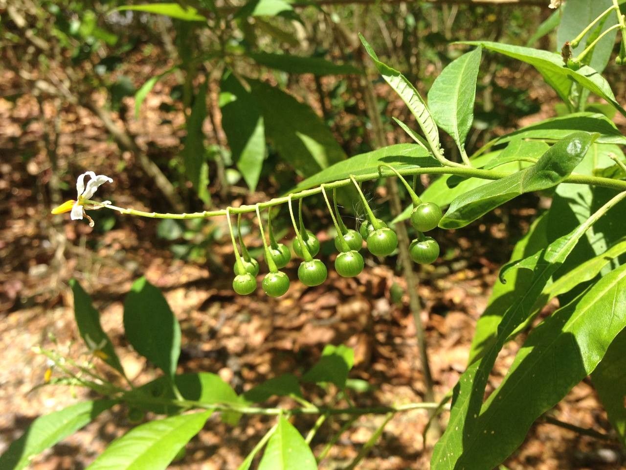 Solanum bahamense fruit