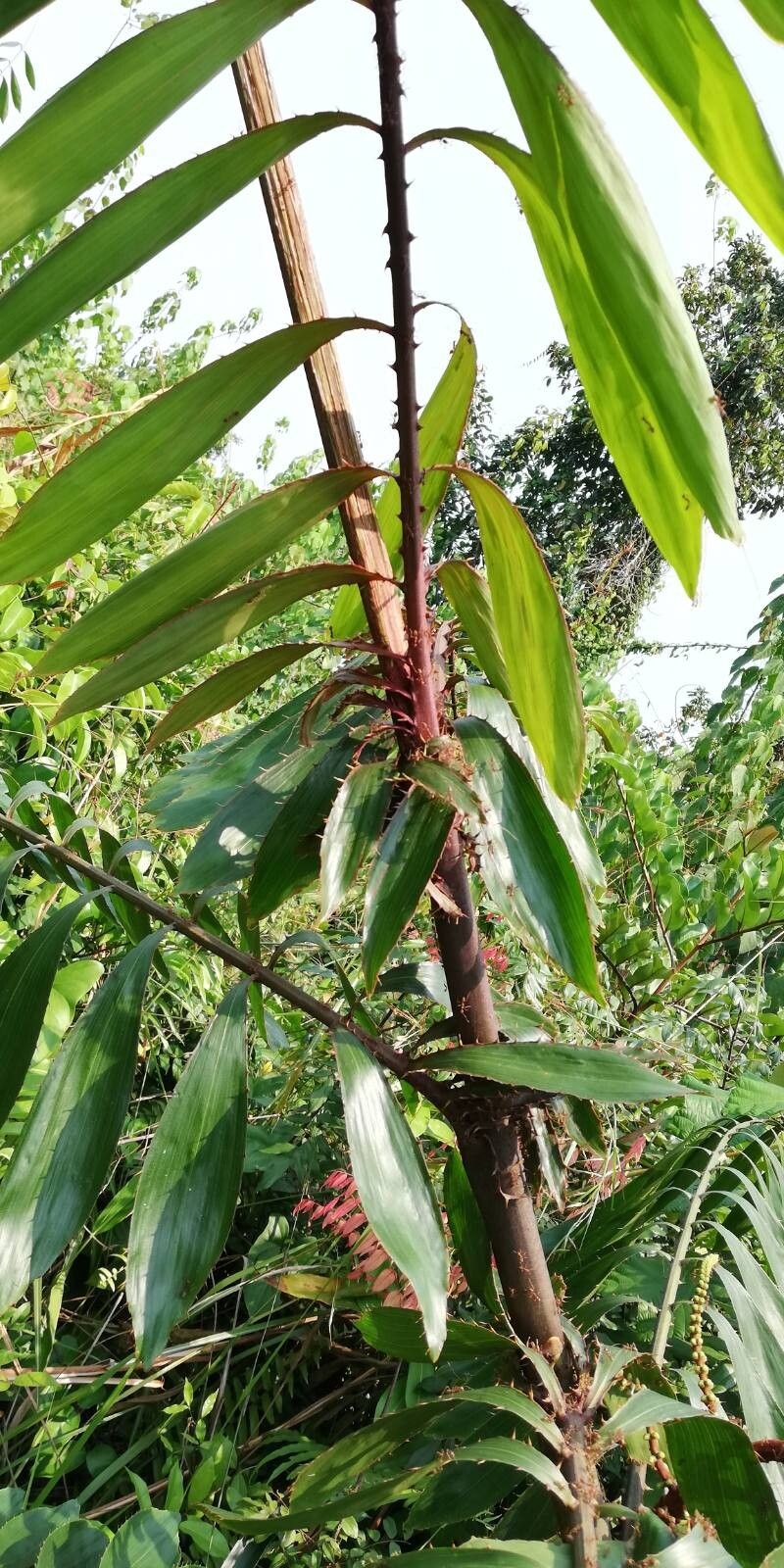 Oncocalamus mannii — related species from the same genus