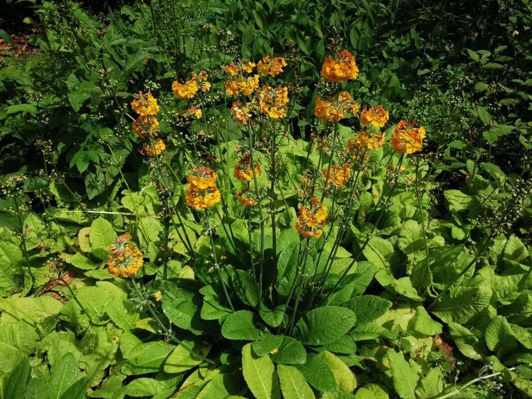 Primula bulleyana flower