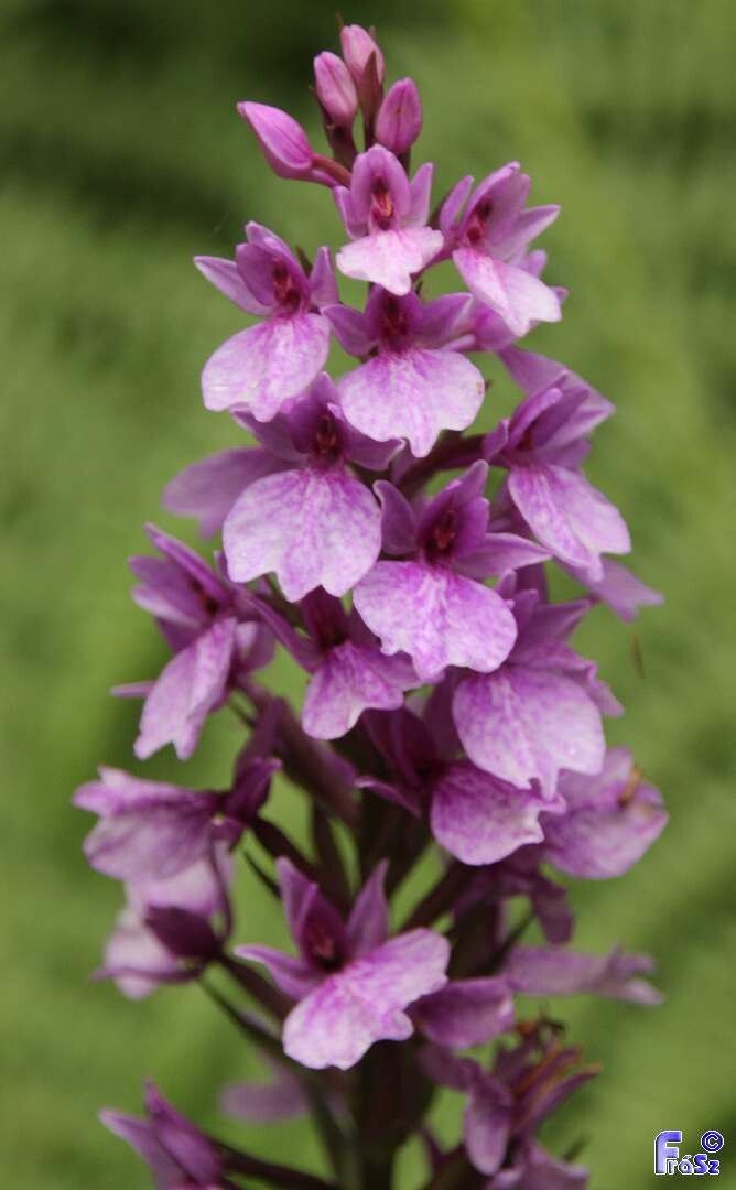 Dactylorhiza foliosa flower