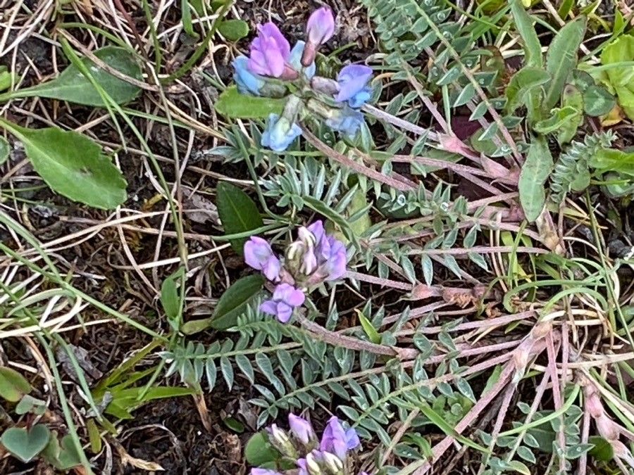 Oxytropis lapponica flower