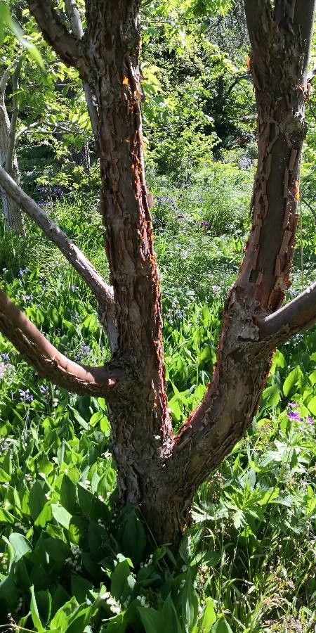 Acer triflorum bark