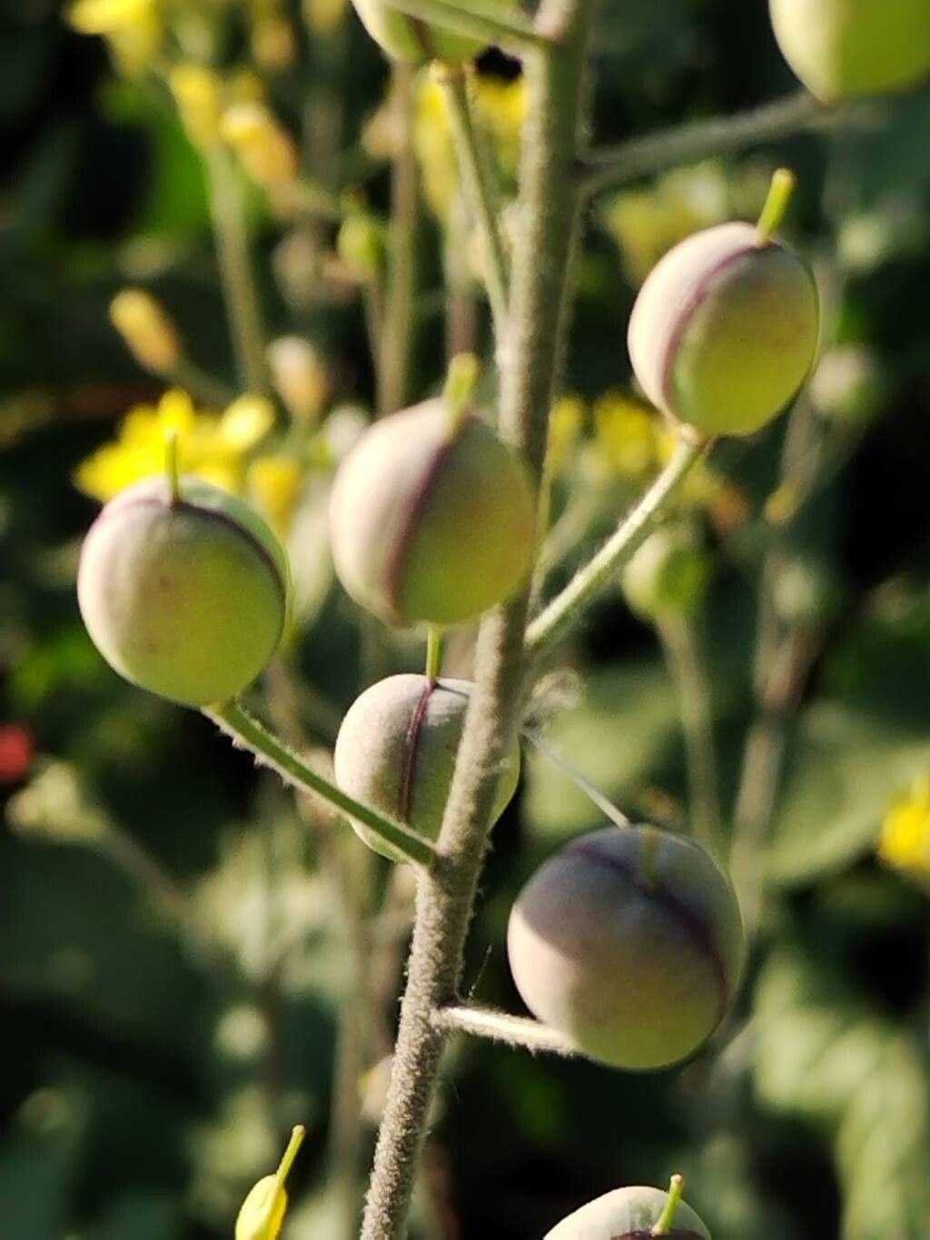 Aurinia sinuata fruit