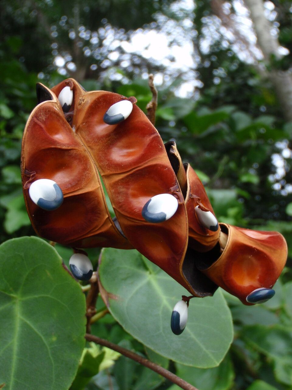 Jupunba brachystachya fruit