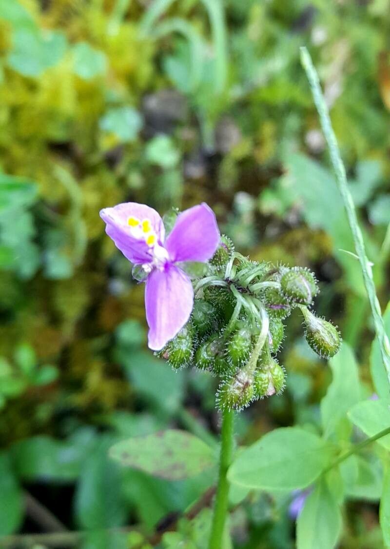 Callisia purpurascens flower