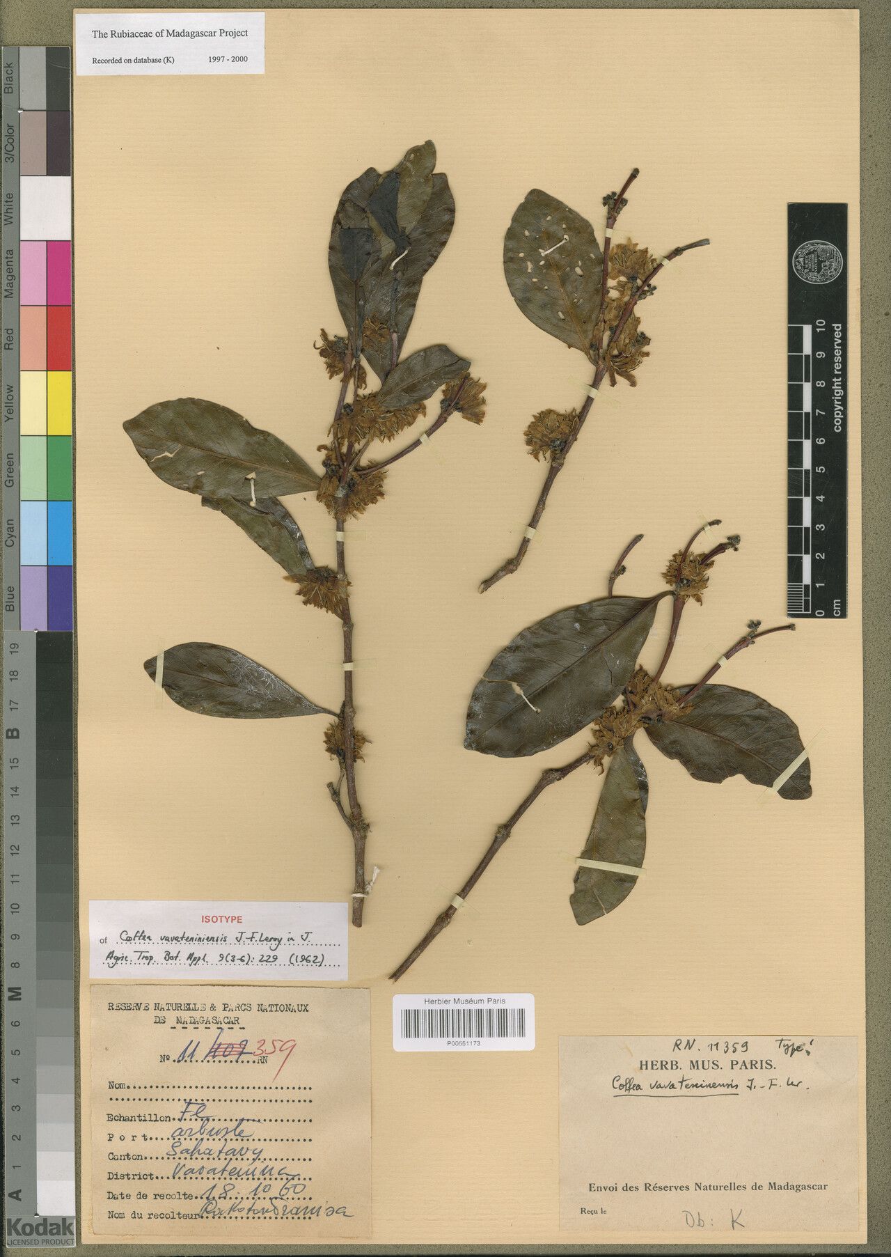 Coffea vavateninensis — houseplant care guide