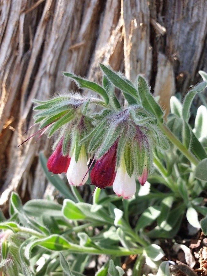 Onosma alborosea flower