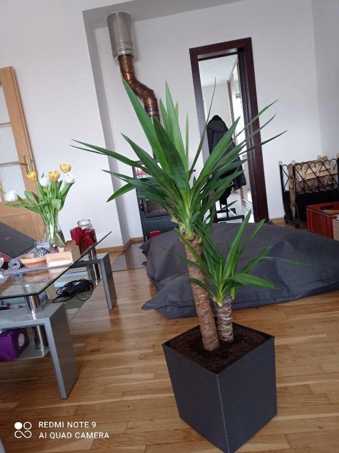 Yucca elephantipes flower