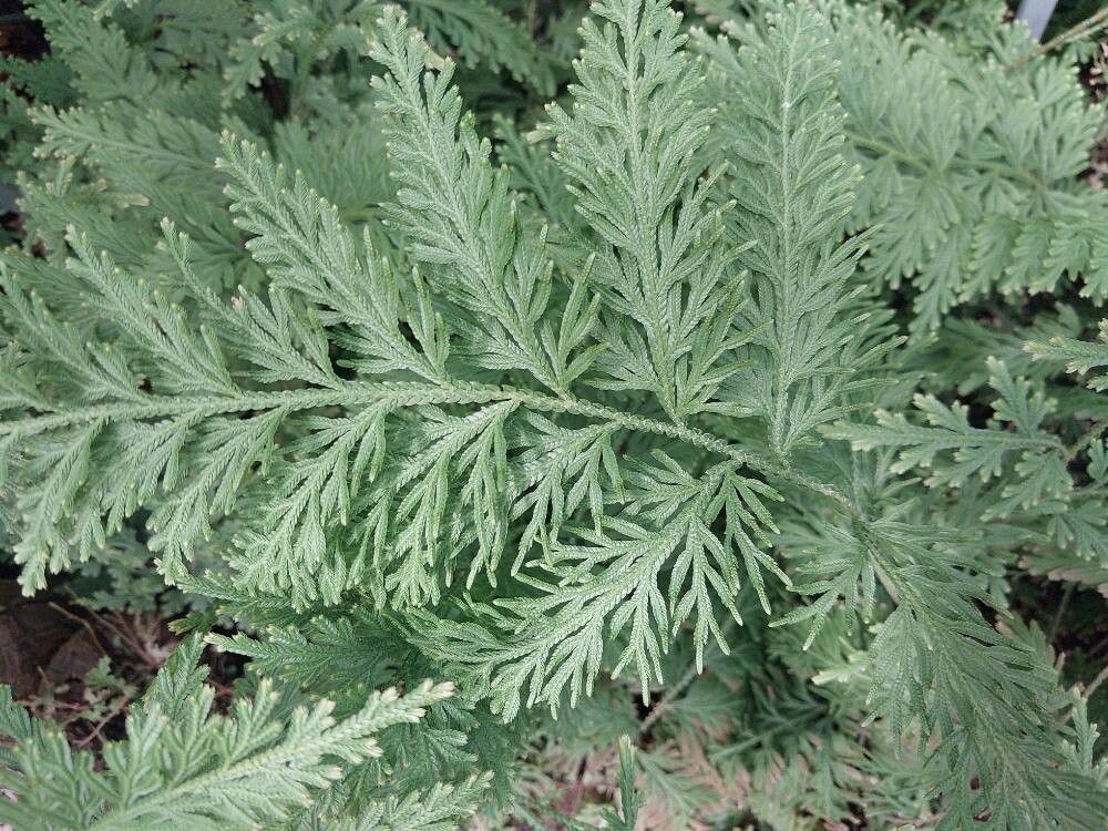 Selaginella biformis — houseplant care guide