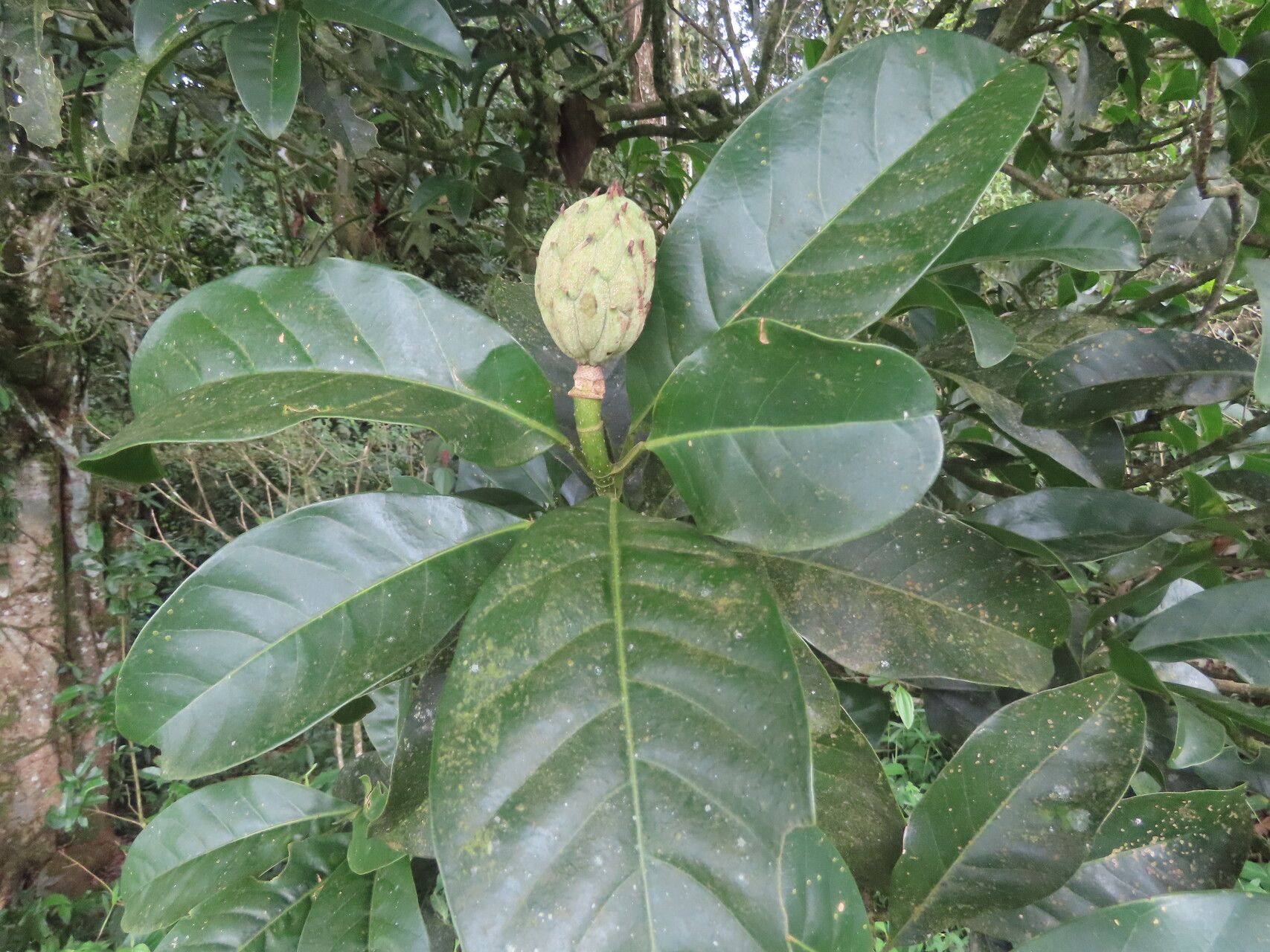 Magnolia gloriensis leaf