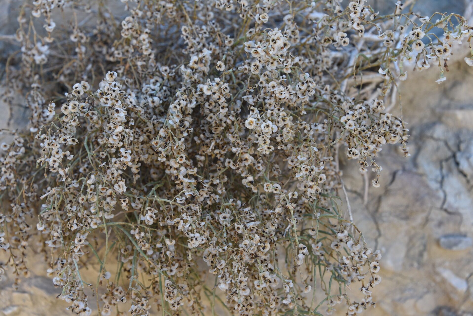 Anabasis aphylla habit