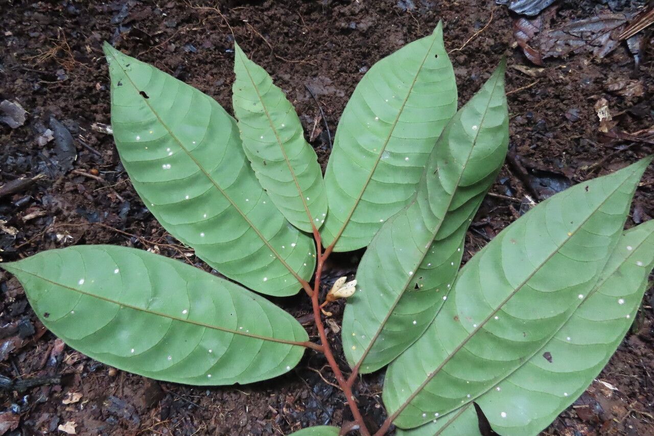 Anaxagorea crassipetala leaf