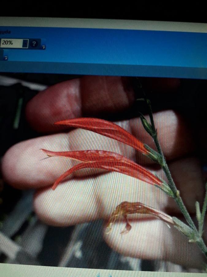 Dicliptera sexangularis flower