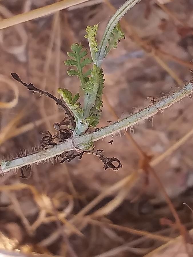 Lavandula maroccana — search result for 'Lavandula'