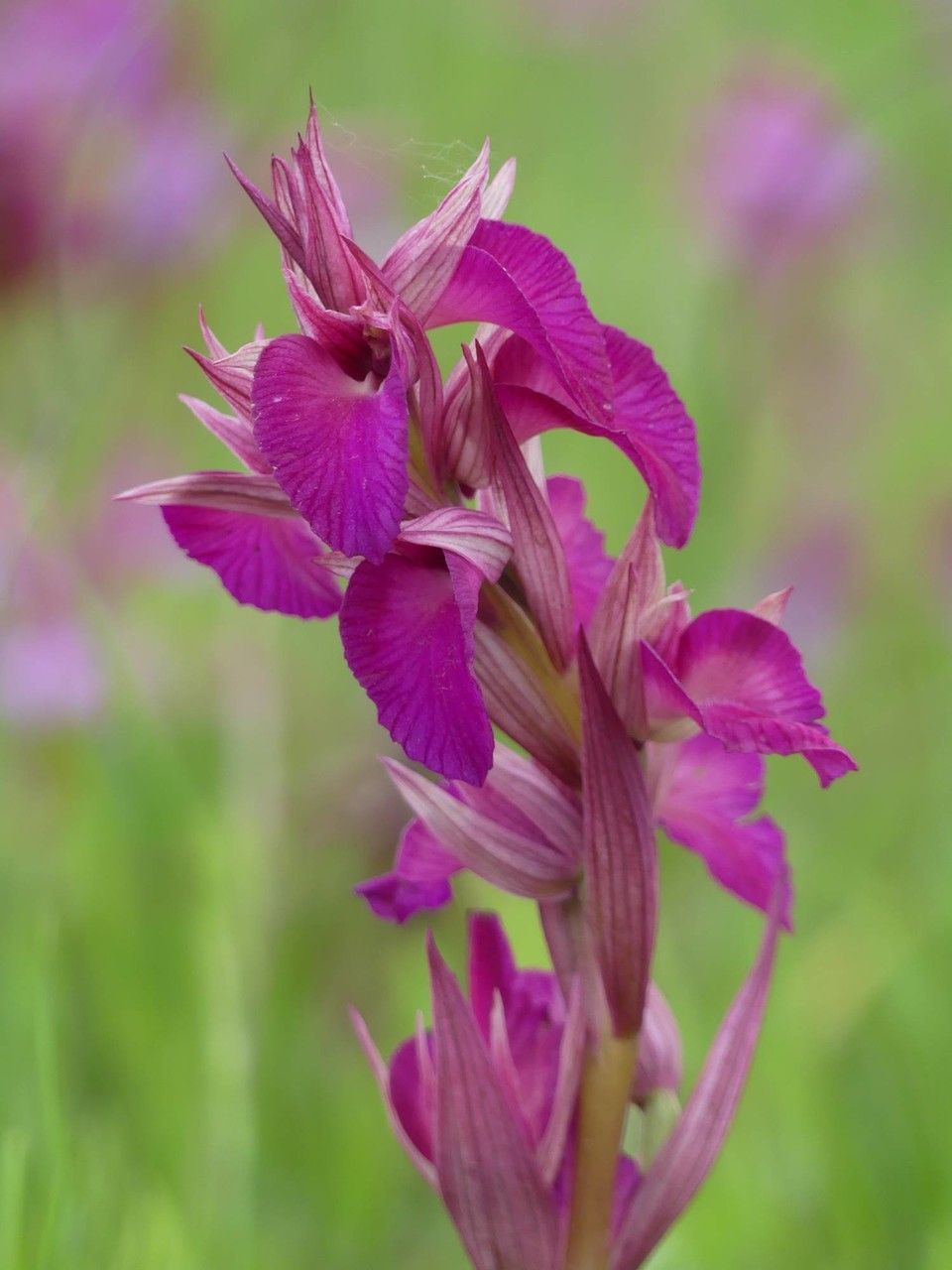 x Serapicamptis ligustica flower