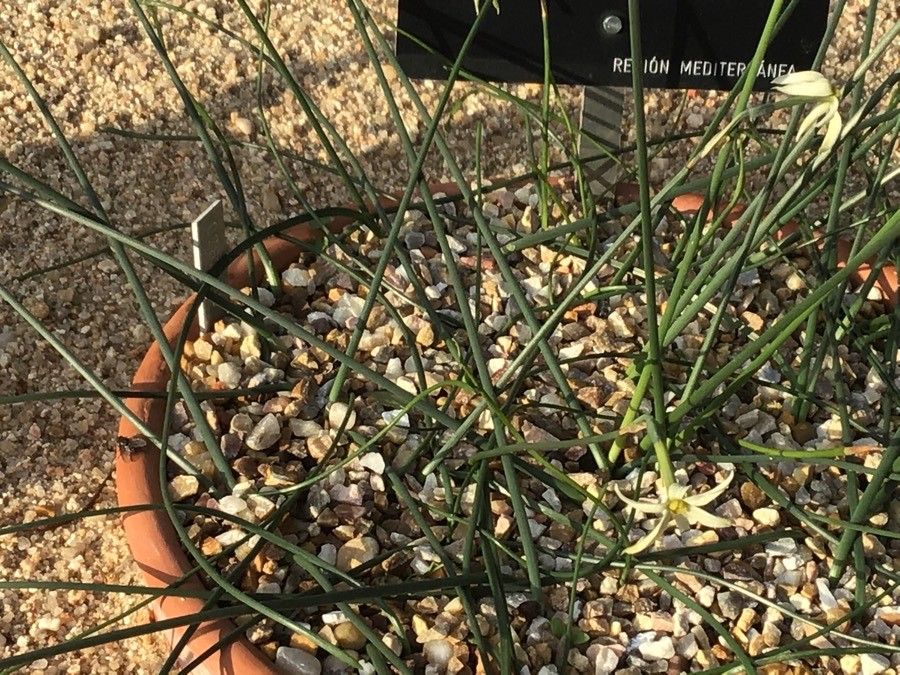 Narcissus × alleniae — search result for 'Narcissus'