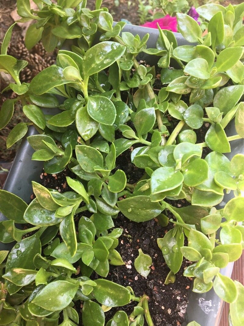 Aptenia cordifolia x Aptenia haeckeliana — related species from the same genus