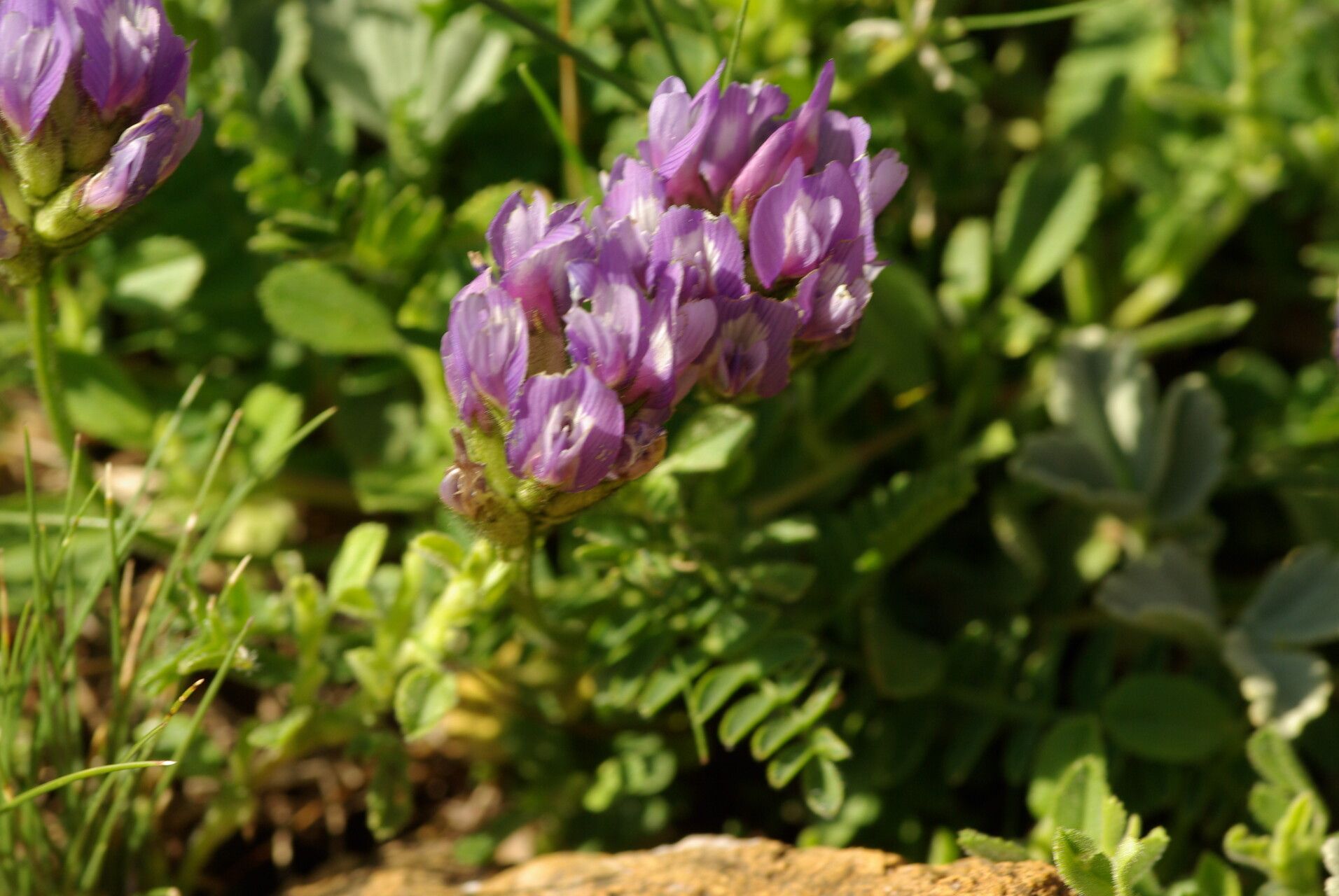 Astragalus danicus flower