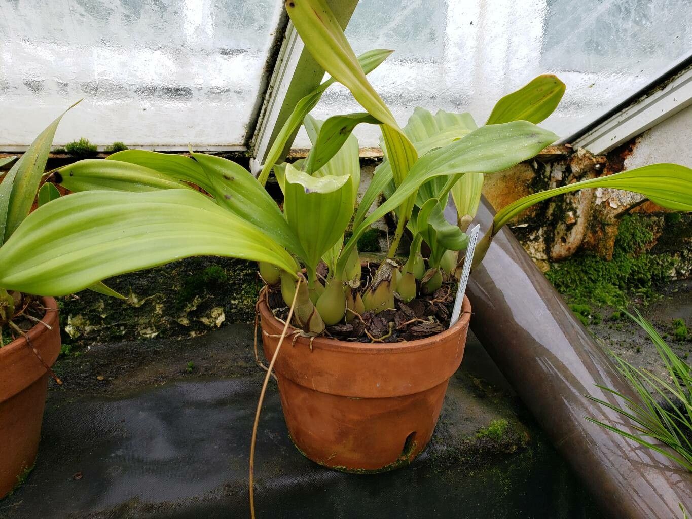 Coelogyne imbricata habit