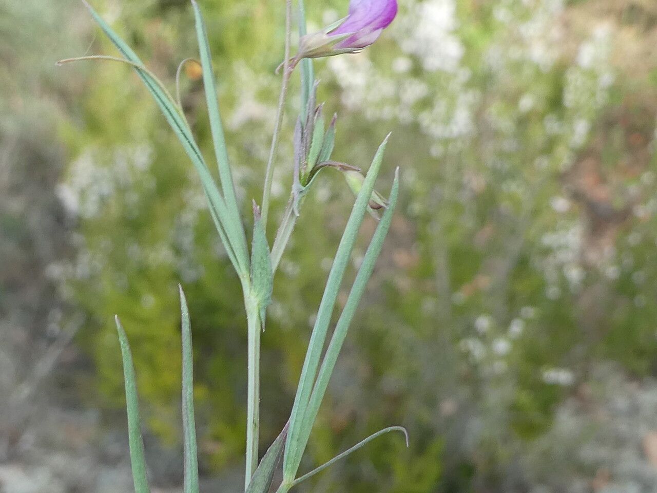 Lathyrus angulatus leaf