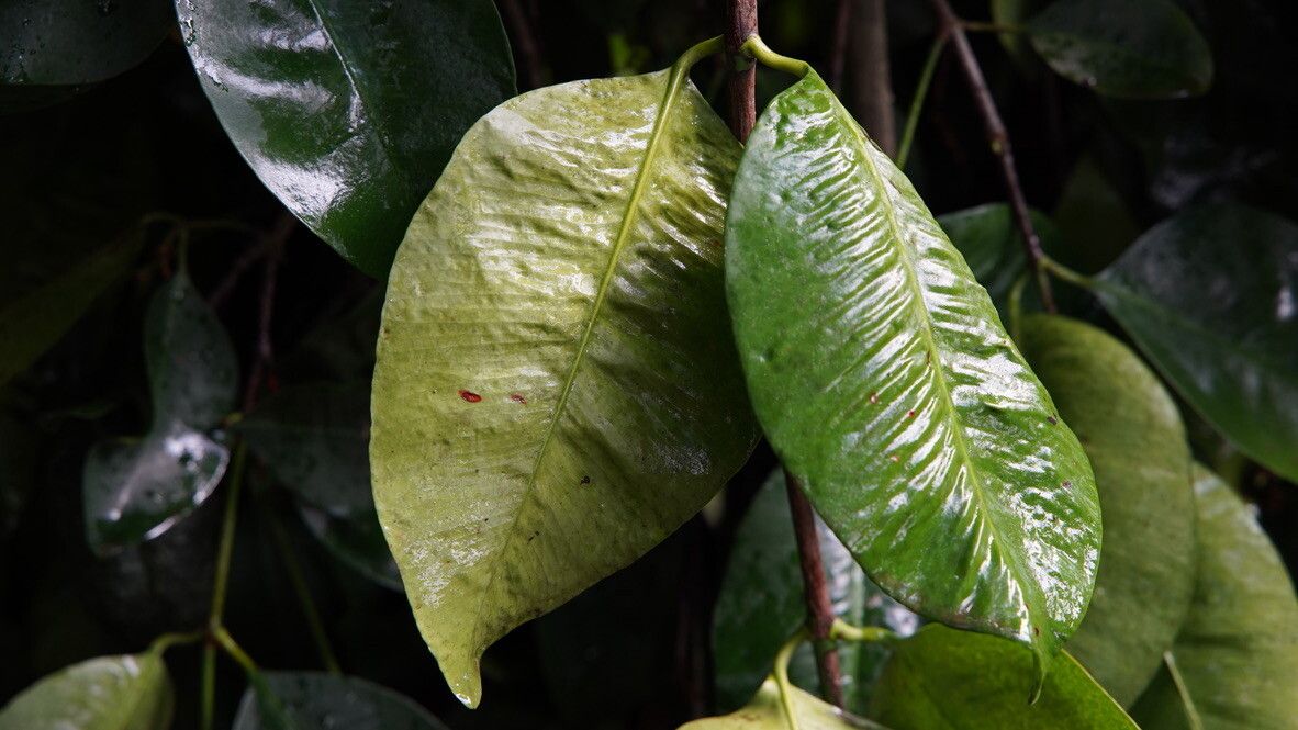 Garcinia dumosa — houseplant care guide