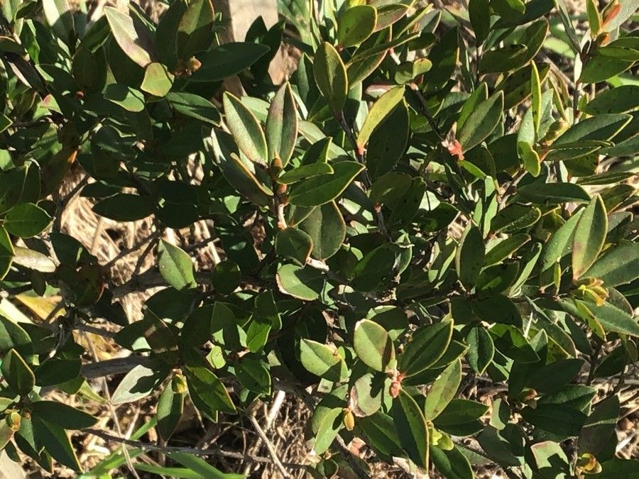 Diospyros glabra — search result for 'Ebenaceae'