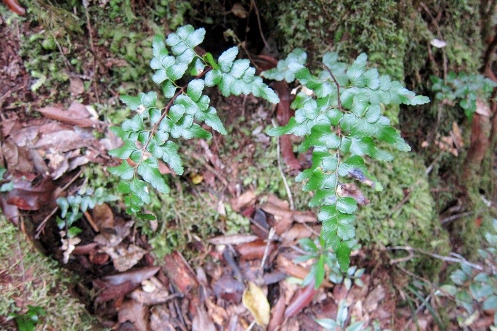 Lindsaea rufa habit