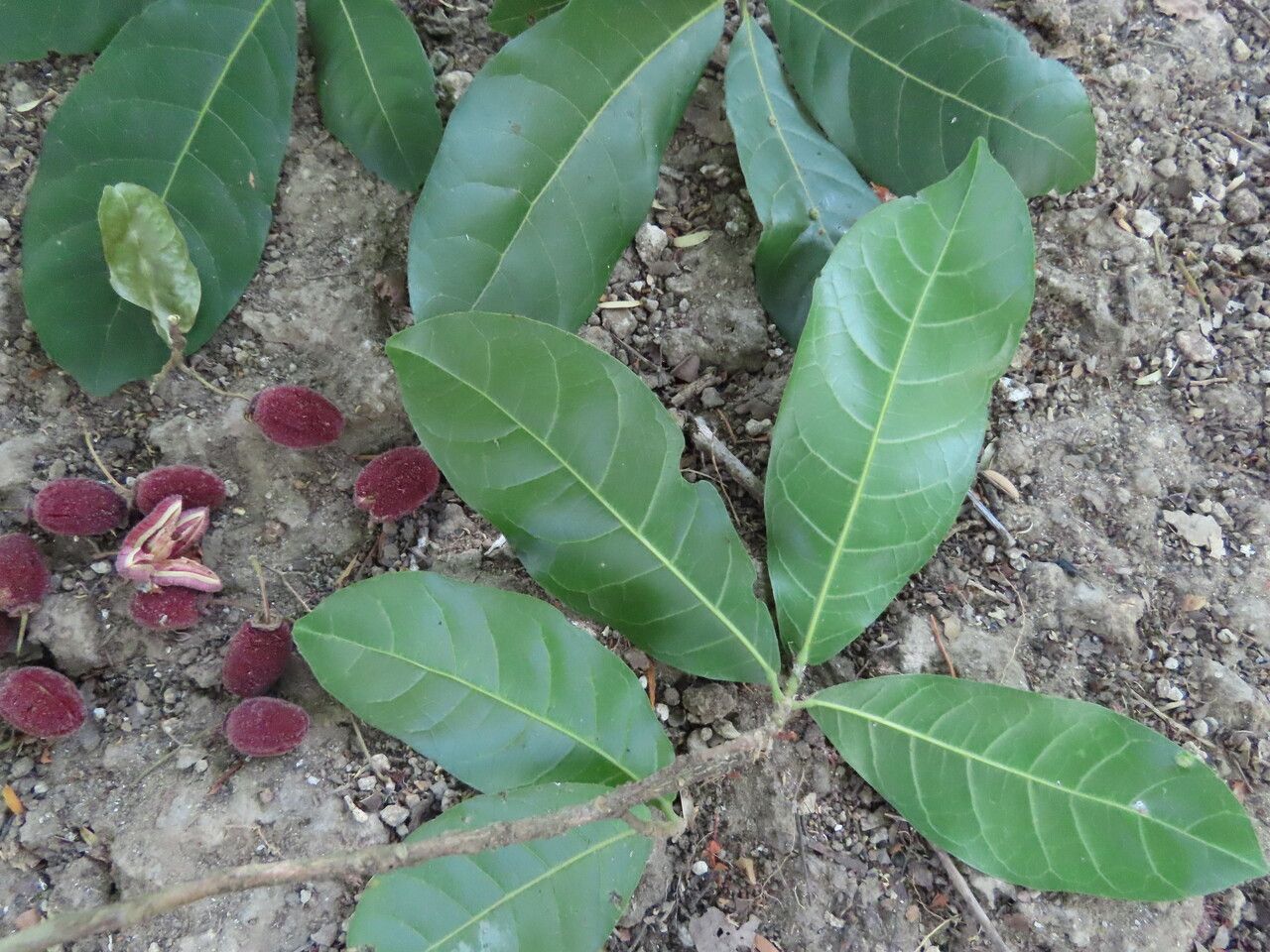 Sloanea terniflora — houseplant care guide