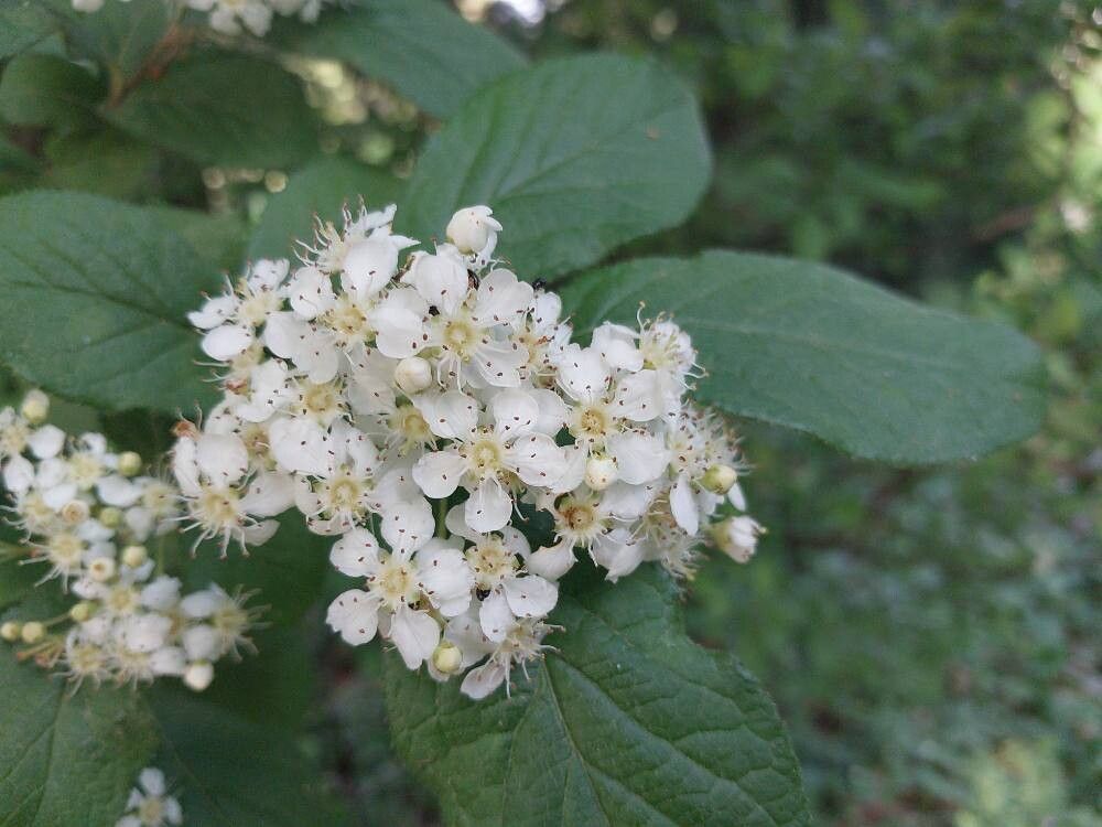 Pourthiaea villosa flower