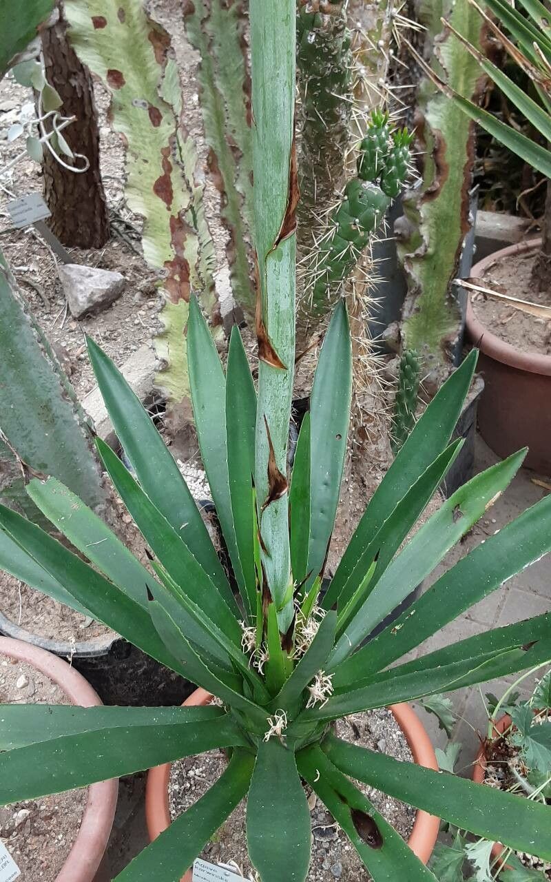 Agave karwinskii leaf
