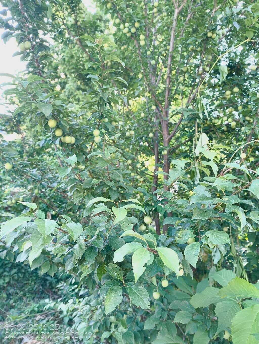 Ziziphus angustifolia habit