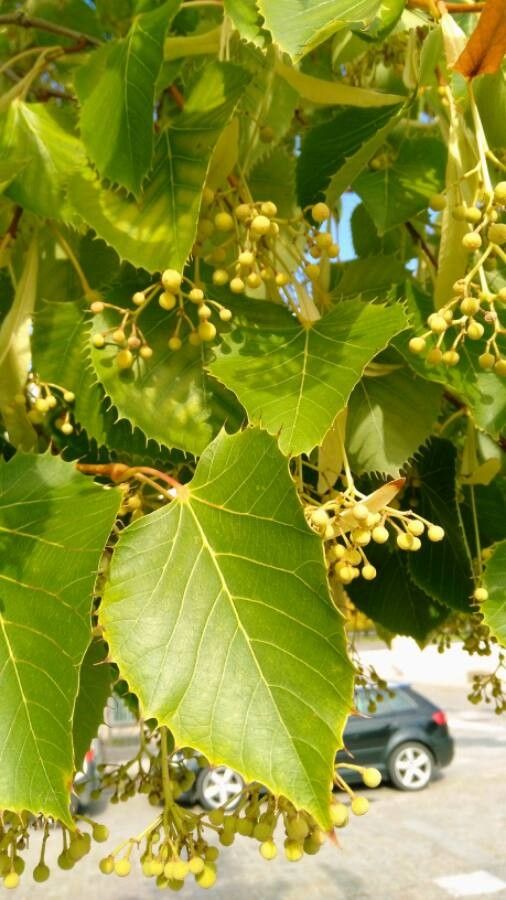 Tilia mongolica — search result for 'Tilia'