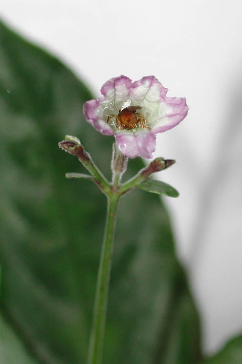 Ruellia biolleyi flower