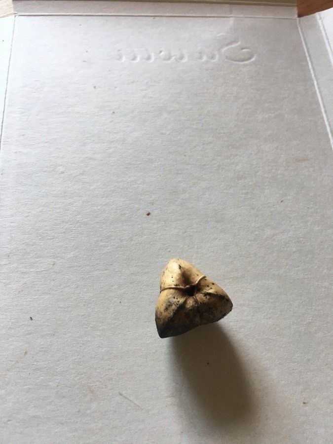 Colliguaja odorifera fruit