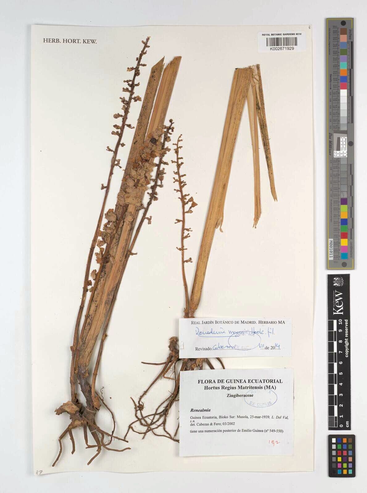 Renealmia mannii — search result for 'Renealmia'