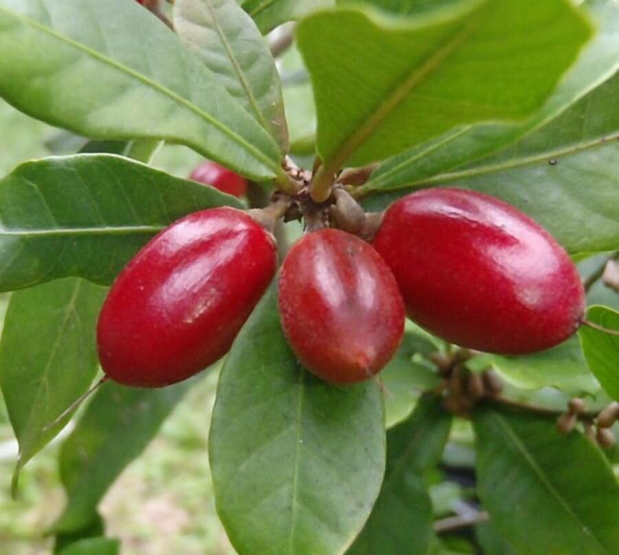 Synsepalum dulcificum fruit