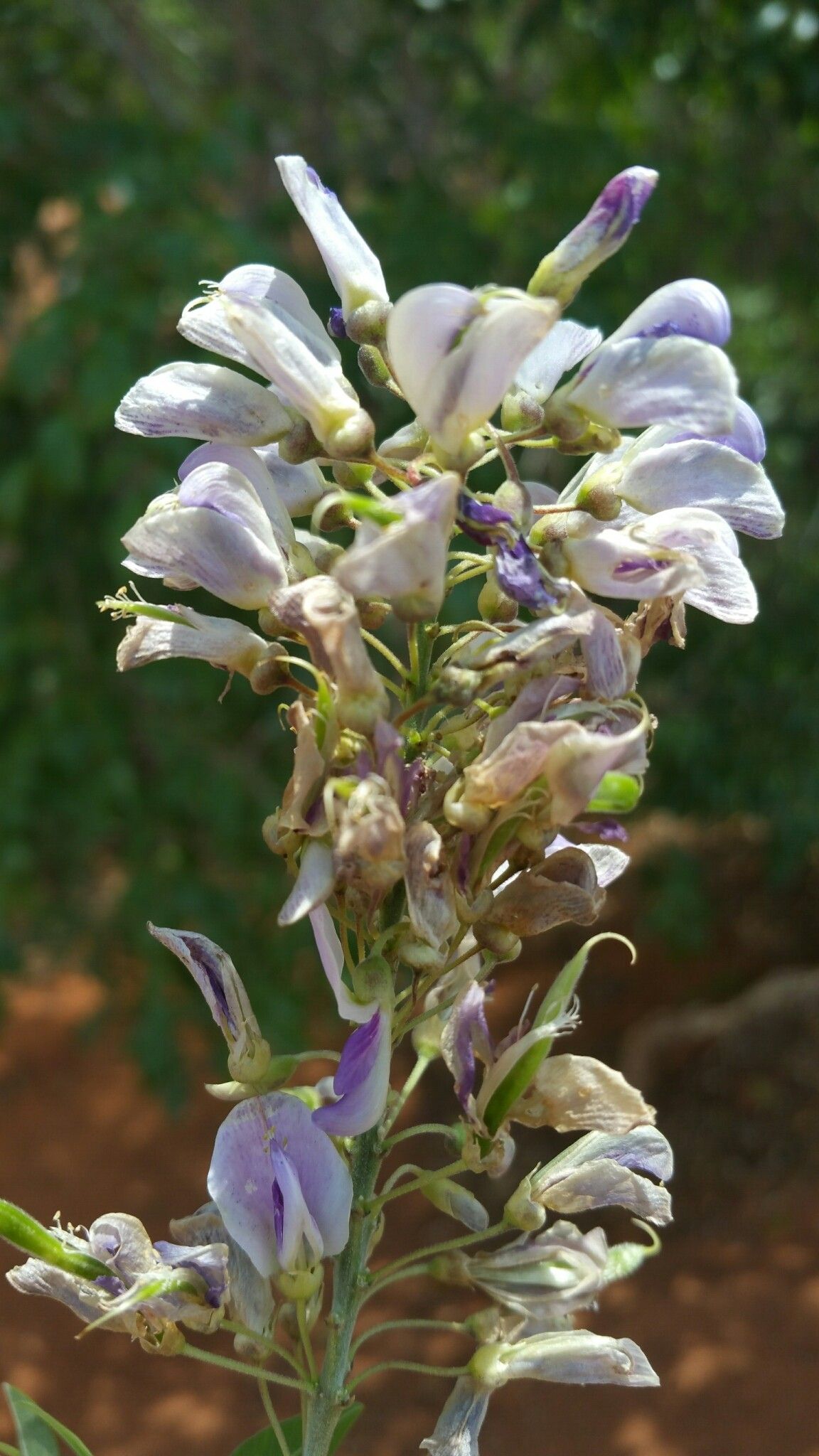 Mundulea menabeensis flower