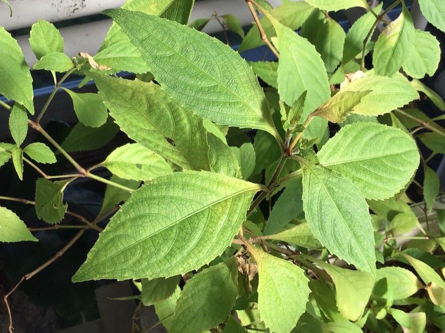 Strobilanthes rankanensis — search result for 'Strobilanthes'