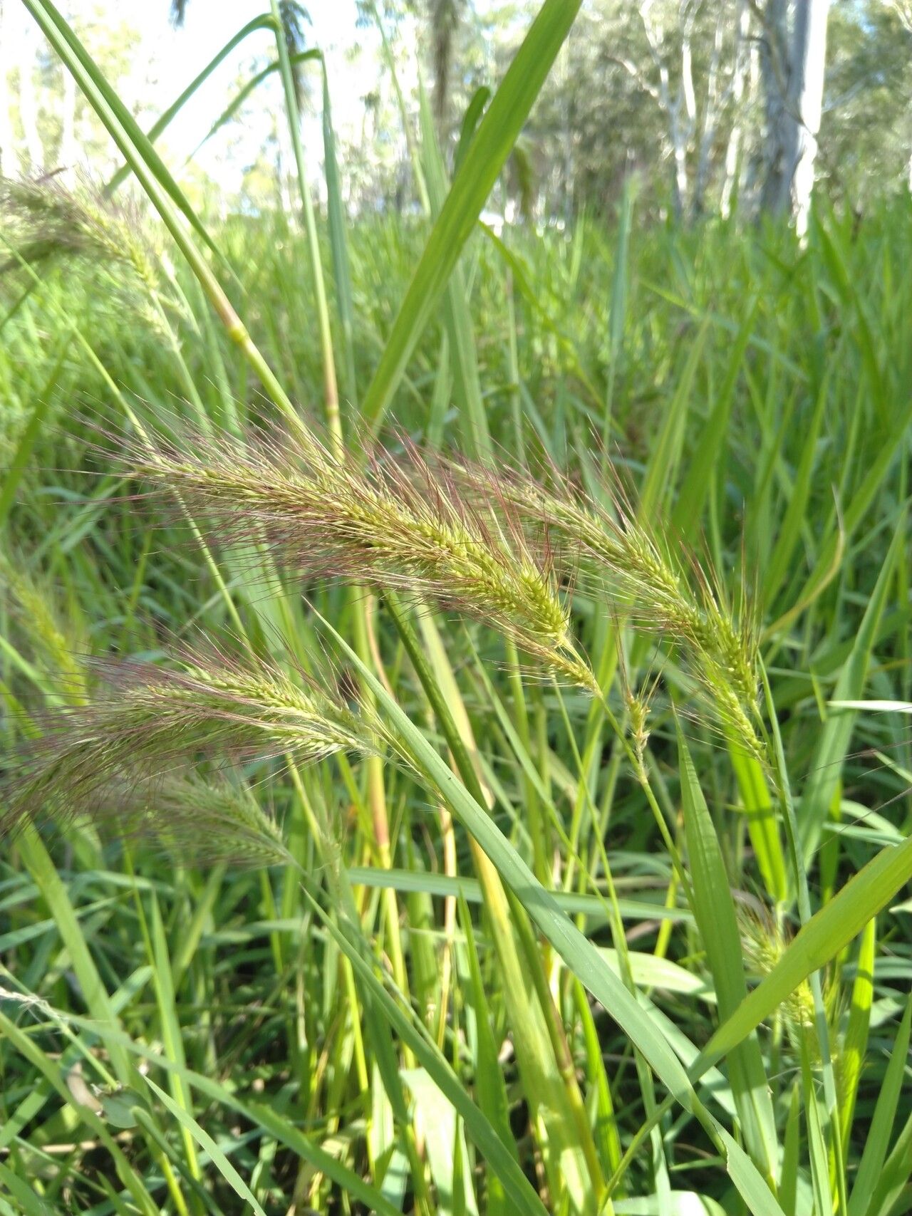 Echinochloa telmatophila flower