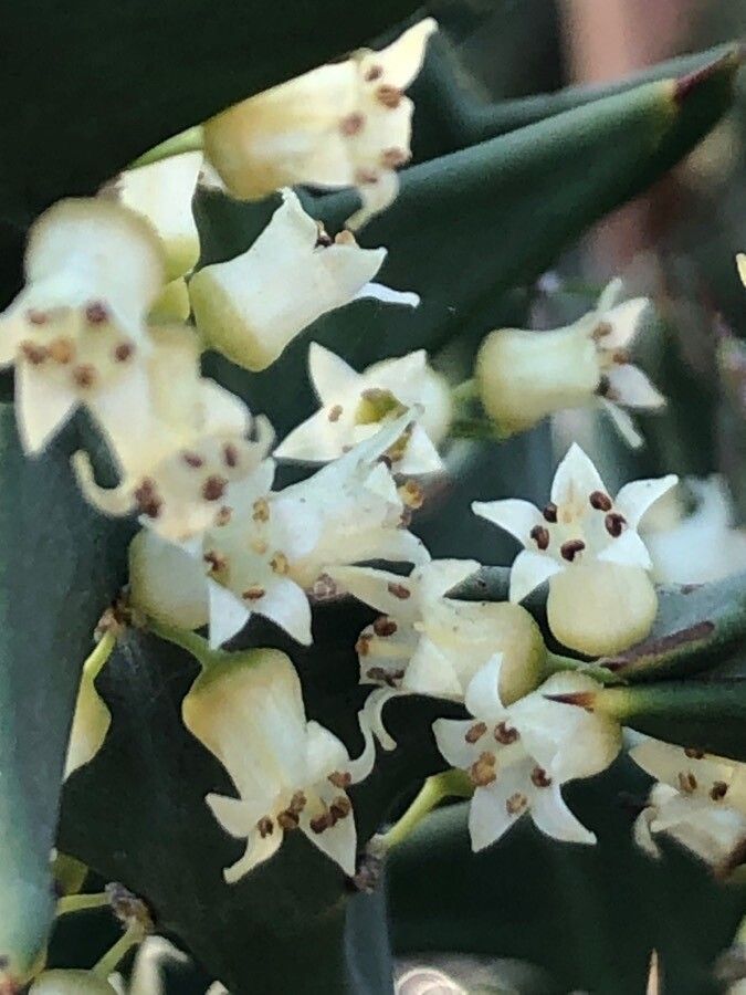 Colletia paradoxa flower