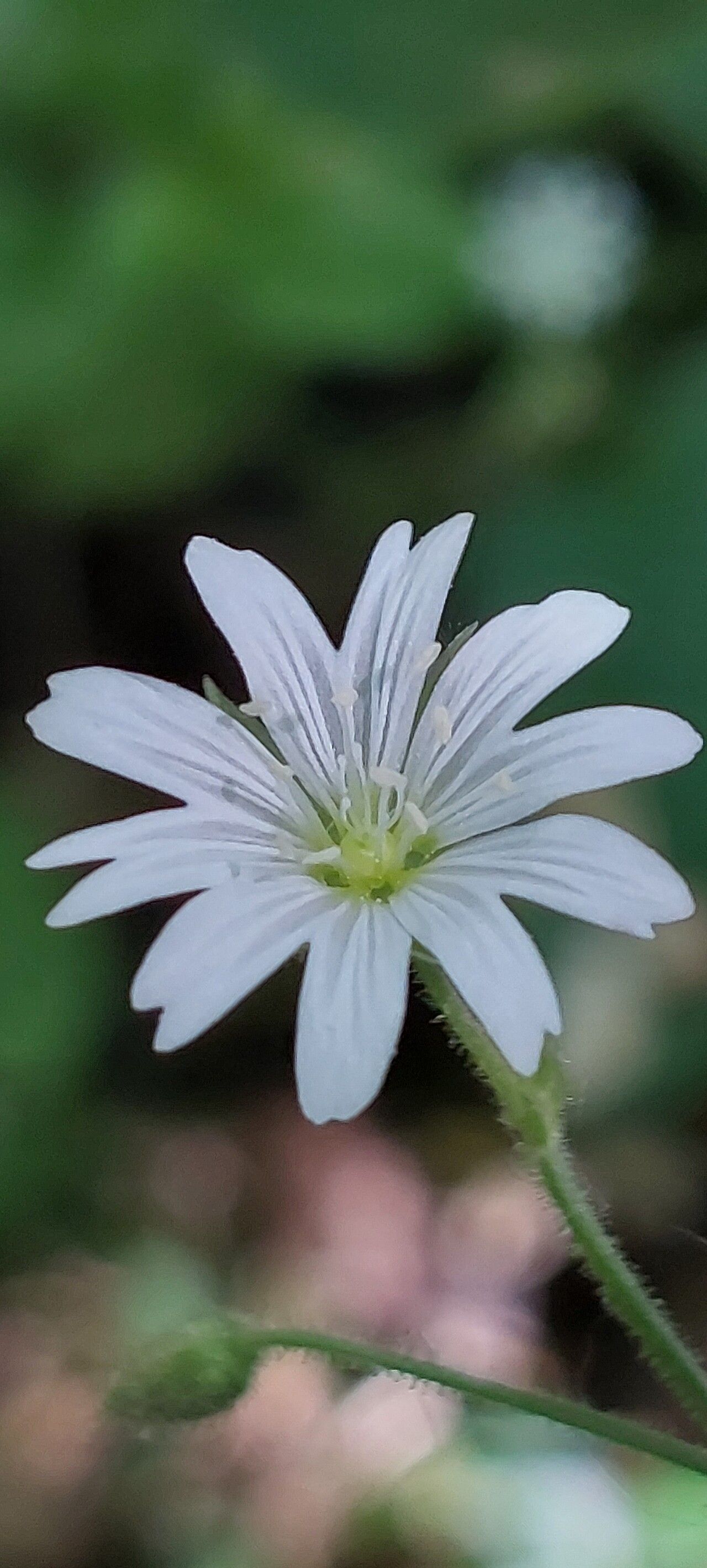Cerastium sylvaticum flower