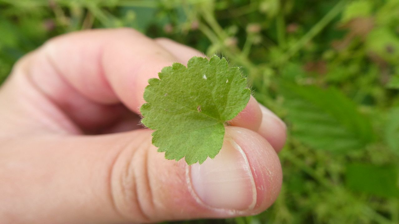 Sibthorpia africana leaf