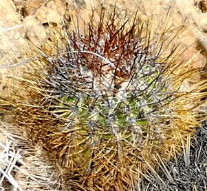 Copiapoa taltalensis — houseplant care guide