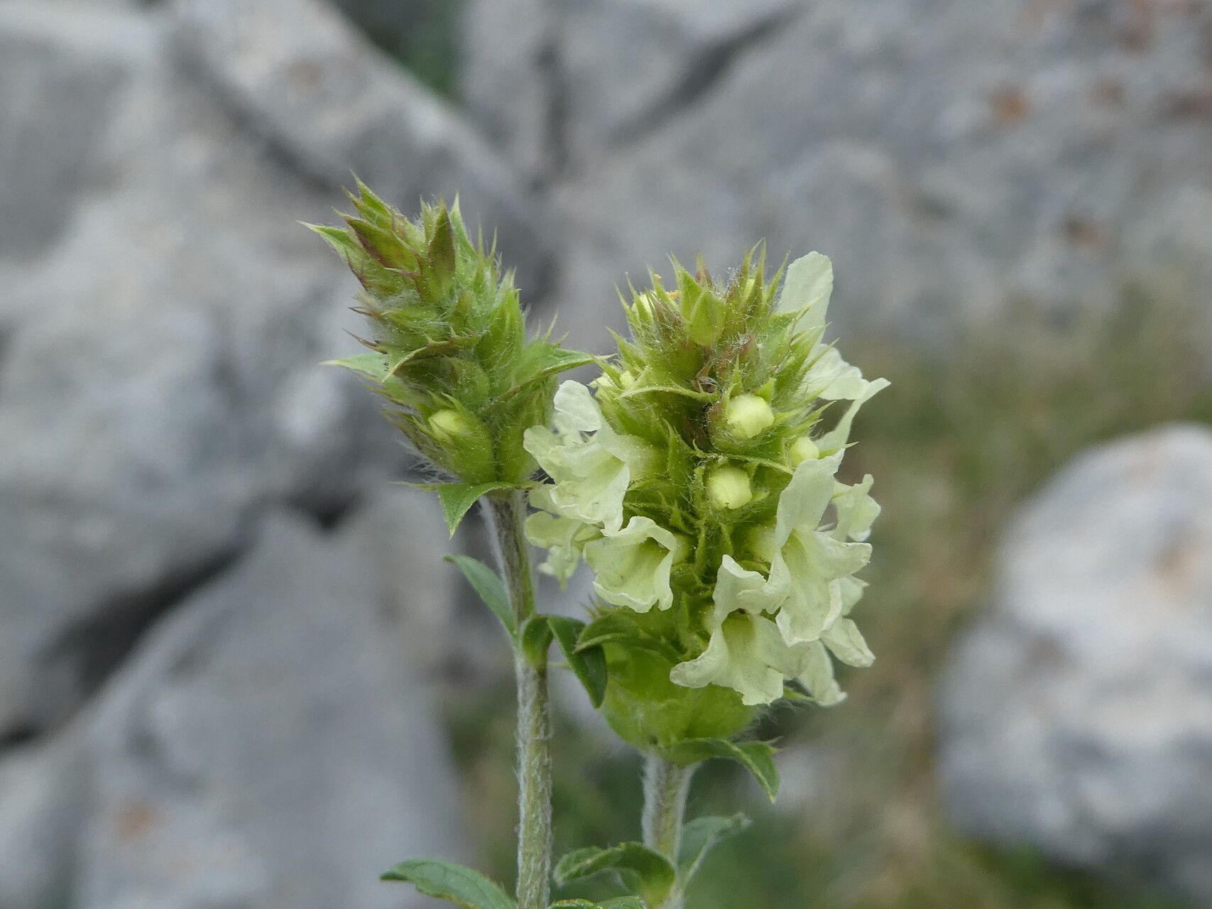 Sideritis hyssopifolia flower