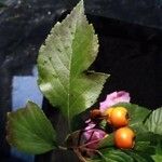 Crataegus crus-galli