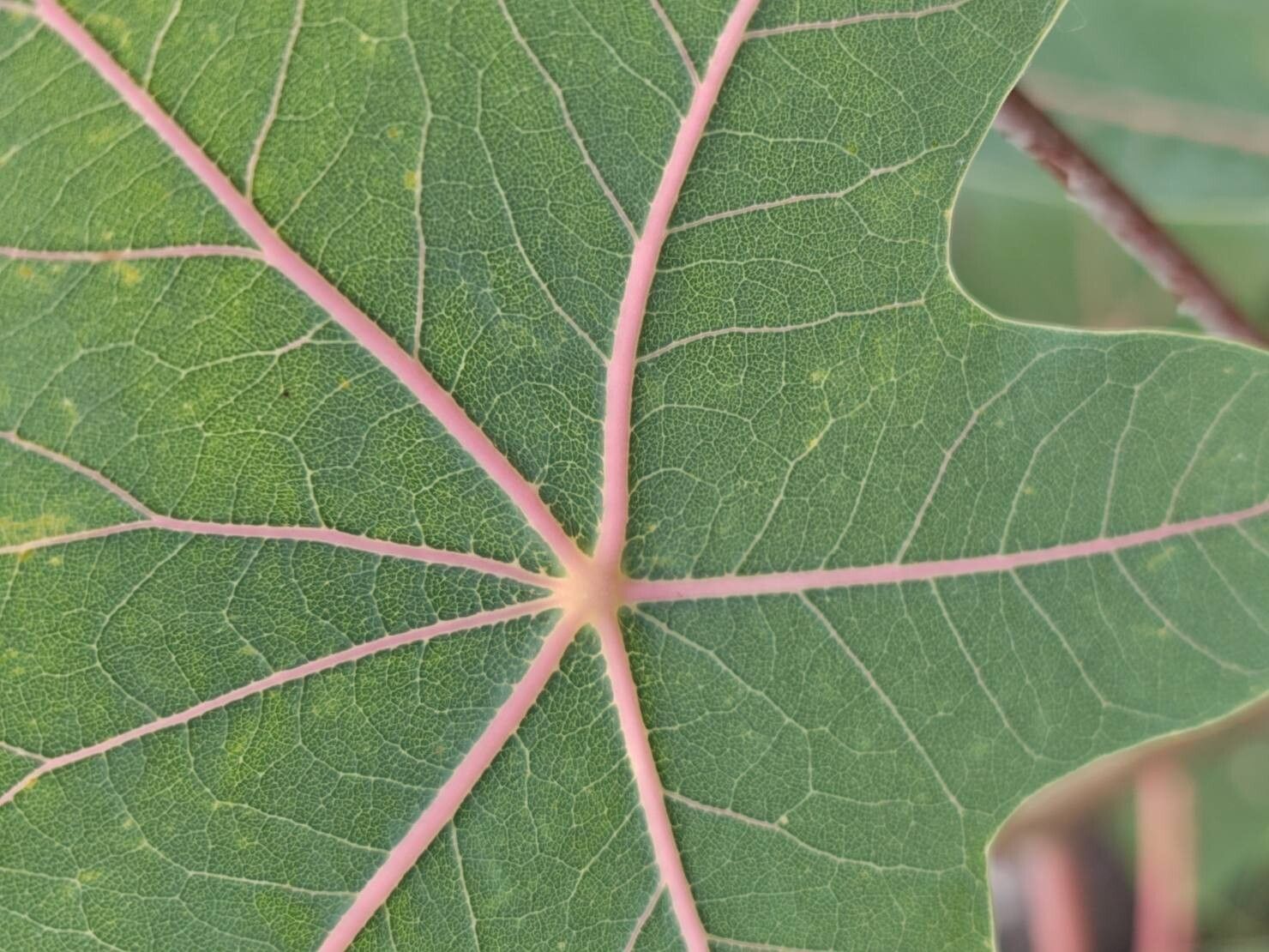 Manihot peltata leaf