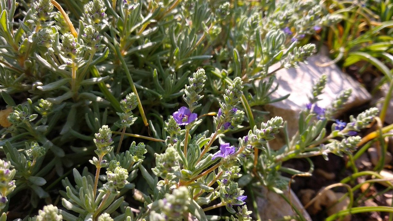 Veronica polifolia flower